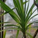 Pandanus tectorius Hábito