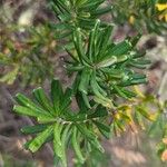 Banksia marginata List