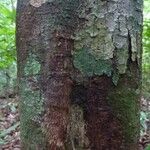 Licaria chrysophylla 樹皮