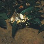 Swartzia polyphylla Virág