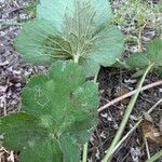 Ranunculus velutinus Leaf