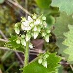 Saxifraga rotundifolia 花