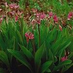 Primula pauciflora عادت