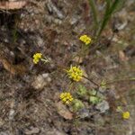 Sanicula laciniata 整株植物