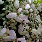 Congea tomentosa Blüte