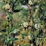 Cuscuta epilinum 花