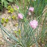 Allium ledebourianum Habit