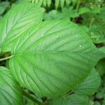 Rubus leyanus Blad