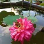 Nymphaea candida Blüte
