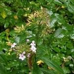 Phlox paniculata Fruit