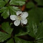 Rubus pedatus Květ