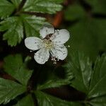 Rubus pedatus Floare