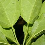 Hasseltia guatemalensis 葉
