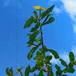 Ludwigia octovalvis Blad