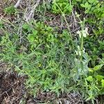 Stachys recta Habitat