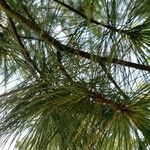 Pinus strobus List