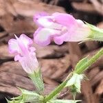 Salvia taraxacifolia Flower