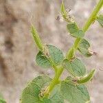 Cleome droserifolia Fruit