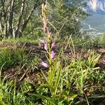 Cephalanthera rubra Цветок