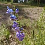 Penstemon strictus 花