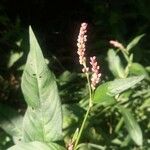 Persicaria maculosa花