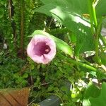 Ipomoea batatasᱵᱟᱦᱟ