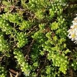 Symphyotrichum ericoides Lapas