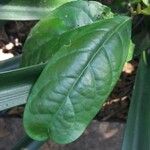 Solanum leucocarpon Blatt