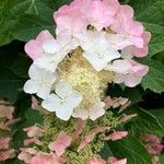 Hydrangea quercifoliaÇiçek