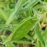 Lathyrus sativus Gyümölcs