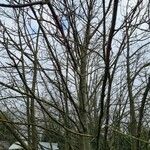 Populus × canescens Агульны выгляд