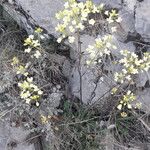 Biscutella lima Flower