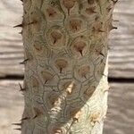 Euphorbia unispina Bark