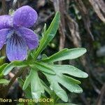 Viola pinnata Habit