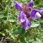 Scutellaria alpina Blatt