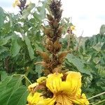 Markhamia tomentosa Blüte