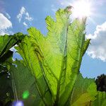 Gunnera tinctoria Leaf