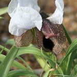 Iris iberica Çiçek