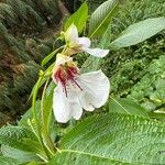 Impatiens tinctoria Цвят