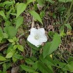 Calystegia spithamaea Habit