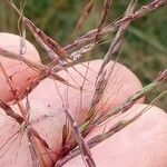 Capillipedium spicigerum Fruit