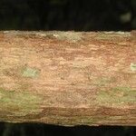 Couratari oblongifolia പുറംതൊലി