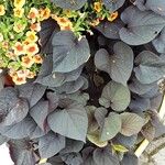 Ipomoea batatas Hoja