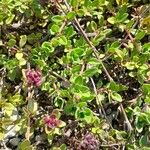 Thymus praecox Blatt