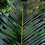 Cycas revoluta Folha