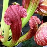 Sarracenia leucophylla Flor