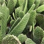 Consolea rubescens Hoja