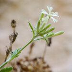 Silene andryalifolia Flor