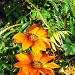 Gazania spp.Flower