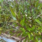 Ayapana triplinervis Leaf